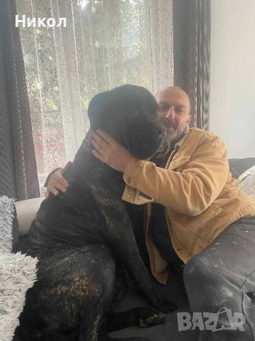 Кане корсо , снимка 8 - Други - 53121646