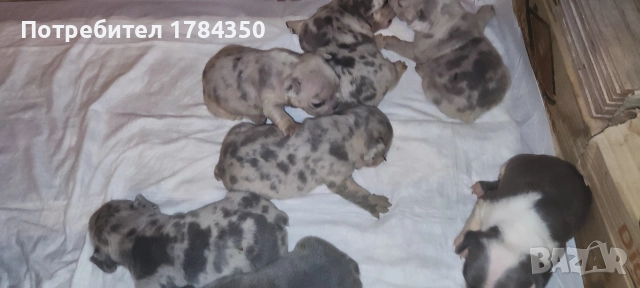 Френски Булдог Мерле, снимка 3 - Френски булдог - 52585070