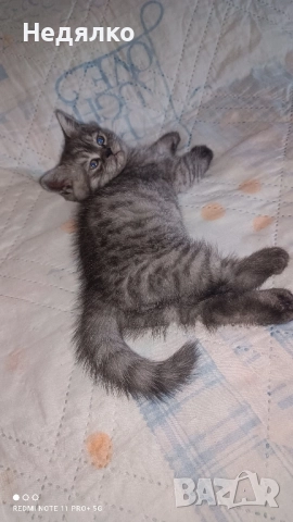 британски котенца британец британско коте , снимка 1