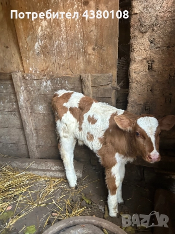 Женско сукалче симентал