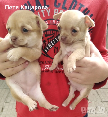 ✨ Чихуахуа кученце търси ново любящо семейство! ✨  , снимка 8 - Чихуахуа - 52674806