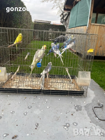 Коралаи вълнисти папагали