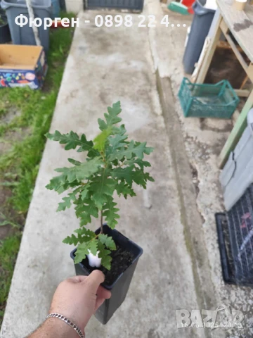 Дъб - Обикновен, снимка 7 - Разсади - 51077312