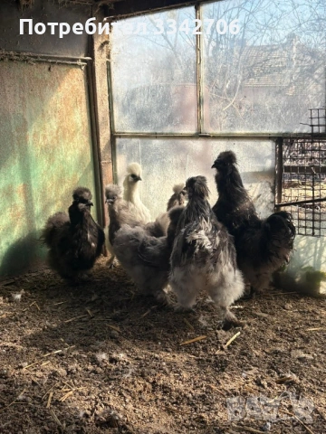 Оплодени яйца от копринки, зибрайд, антверпенска брадата и легхорн, снимка 2 - Кокошки и пуйки - 53878335