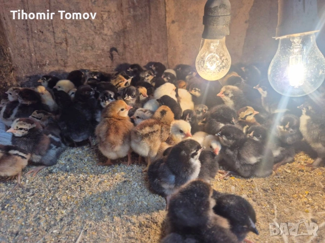 продавам ярки пред пронасяне пилета , снимка 5 - Кокошки и пуйки - 54350415