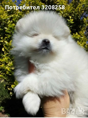 ПОМЕРАН/ПОМЕРАНИ, снимка 3 - Померан - 54114600