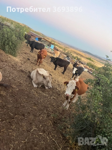 Продавам стадо месодайни крави , снимка 14 - Крави - 52436918