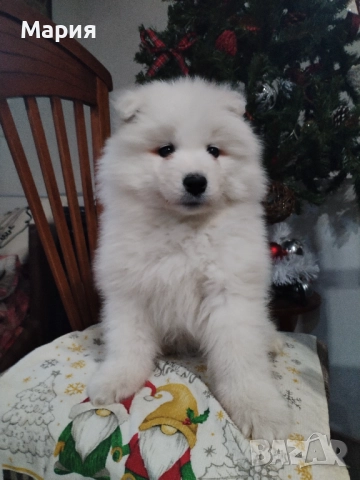 Прекрасно женско самоедче, снимка 9 - Самоед - 52508611