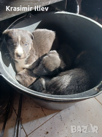 Подарява кученца 