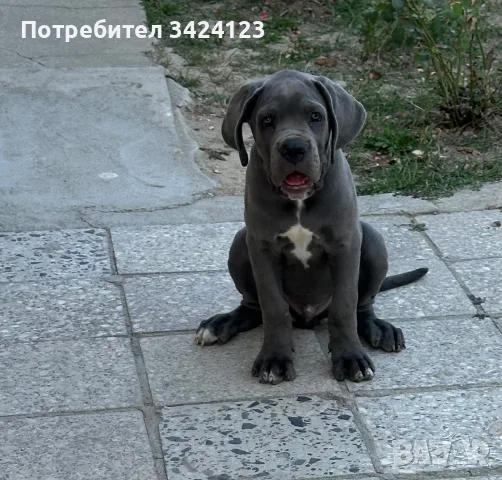  Мъжко Кане Корсо, снимка 2 - Кане корсо - 55747626