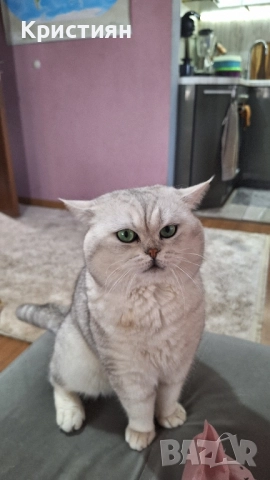 Британската късокосместа, снимка 6 - Британска късокосместа - 52415995