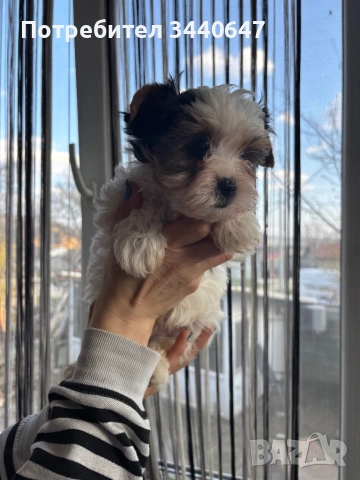 Женско и мъжко Бивър йорки, снимка 12 - Йоркширски териер - 53825786