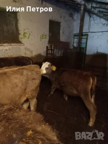 теле женско