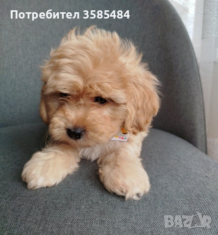 Shih poo/Ши ПУ момченца, снимка 3 - Ши Тцу - 54238241