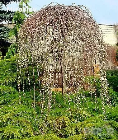 Плачеща върба (Salix caprea 'Kilmarnock'), снимка 2 - Градински цветя и растения - 49313578