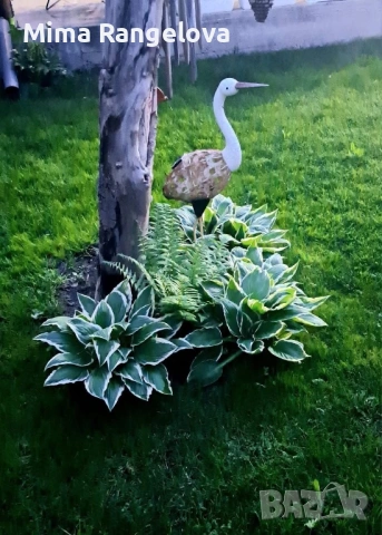 Пъстро листа хоста 