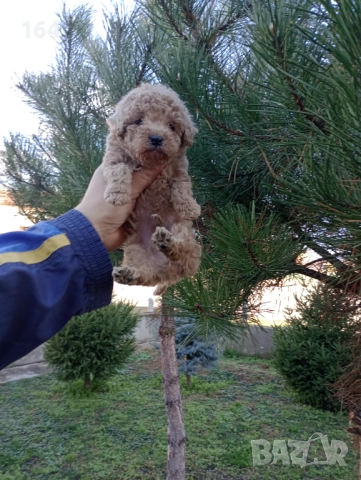 Мъжко Пуделче