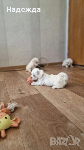 Малтийска болонка , снимка 3 - Болонка - 54257659