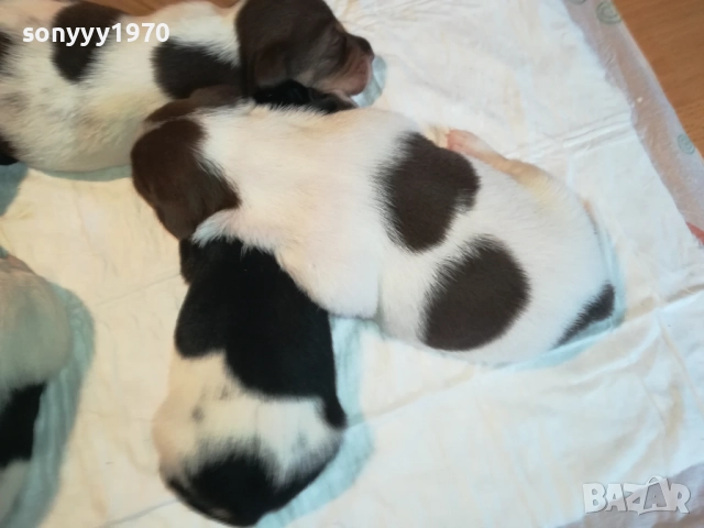 ДЖАК РЪСЕЛ БЕБЕТА-УНИКАЛНИ СЛАДУРИ 250ЛВ ЗА ЕДНО, снимка 8 - Джак ръсел териер - 51548158