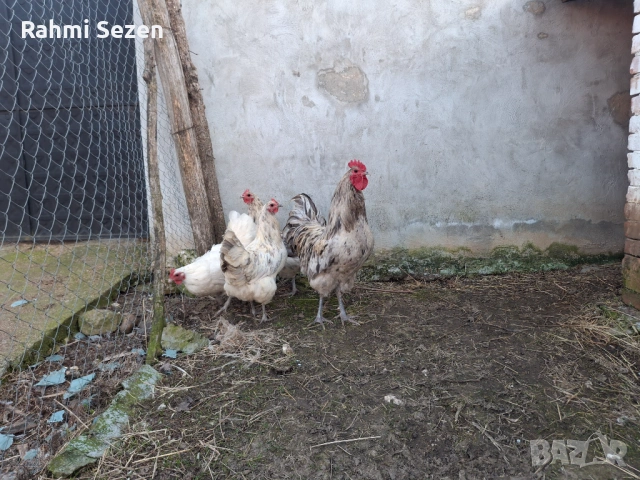 Разплодни яйца , снимка 8 - Кокошки и пуйки - 54167827