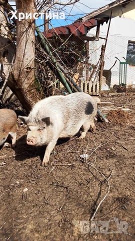 виетнамски прасета, снимка 4 - Прасета - 54004355