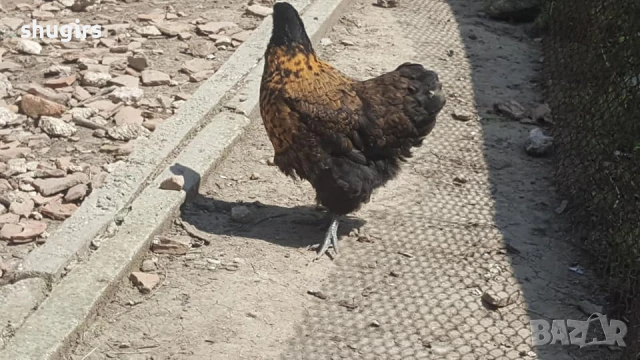 златно кантиран орпингтон, снимка 1
