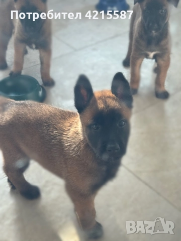 Белгийски овчарки бебета, снимка 8 - Белгийска овчарка - 52683482