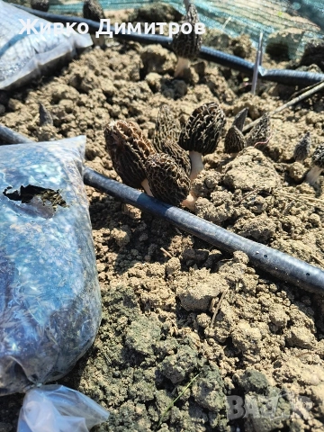 Продавам култивирани гъби Смръчкула , снимка 2 - Домашни продукти - 54113059