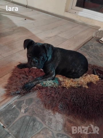 мъжки френски булдог , снимка 1