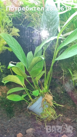 Аквариумни растения , снимка 17 - Рибки - 52689013