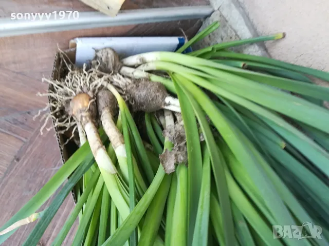 НАРЦИСИ-25ЛВ ЗА ЛОТ ОТ 25БР С ЛУКОВИЦИ 1104250533, снимка 9 - Градински цветя и растения - 49853468