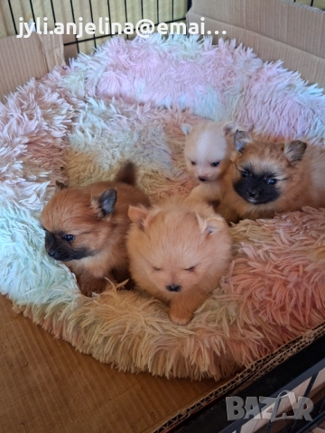 Померански шпиц