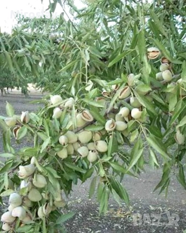 Бадем (Prunus dulcis)-150-160см., снимка 6 - Градински цветя и растения - 52372480