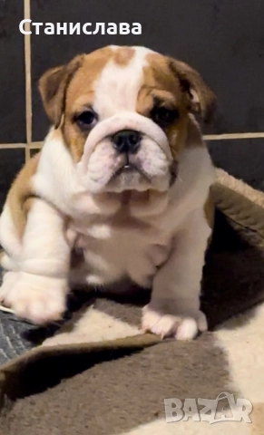 Английски булдог