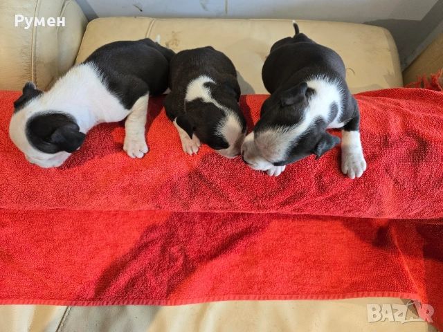 Американски стафордшир териер , снимка 4 - Американски стафордширски териер - 53970216