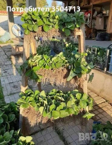 Разсад ягоди Клери – наличен и готов за засаждане!