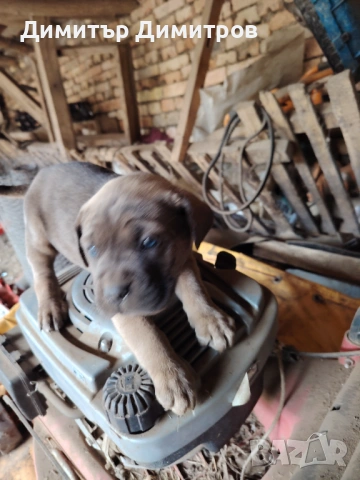 Продавам 5 бр кученца Кане корсо месец и половина, снимка 8 - Кане корсо - 54114827