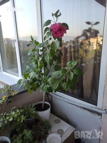  Китайска роза 