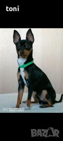 Млад мини пинчер си търси партньорка