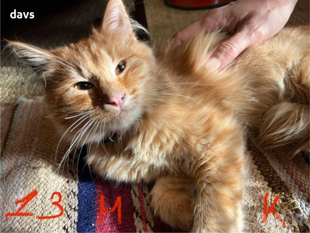 Спешно - Приемен / Постоянен дом за Домашни котки , снимка 11 - Други - 52507567