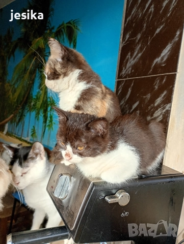 Подарявам малки котенца полуперсийчета с хигиенни навици., снимка 8 - Други - 52129933