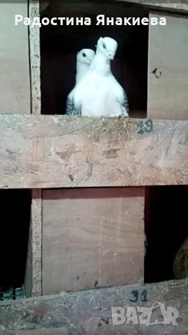 Продавам гълъби, снимка 4 - Гълъби - 48772224