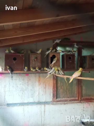 корели, снимка 1