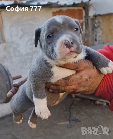 Питбул: Продавам кучета Питбул - обяви на ТОП цени — Bazar.bg