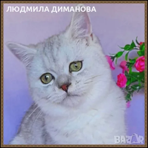 Шотландски мъжки женски , снимка 5 - Британска късокосместа - 56495745