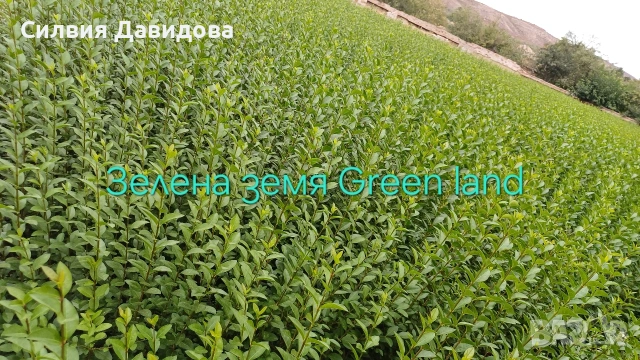 Лигуструм на корен, снимка 11 - Градински цветя и растения - 52405753