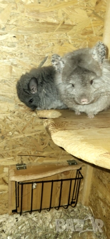 Продавам чинчила, снимка 6 - Чинчили - 52350530