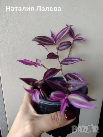 Традесканция, tradescantia Pink paradise