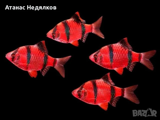Барбус Зелен и Червен, снимка 2 - Рибки - 51068144
