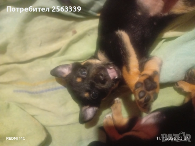 Кученца на 40 дена обезпаразитени търсят своя дом